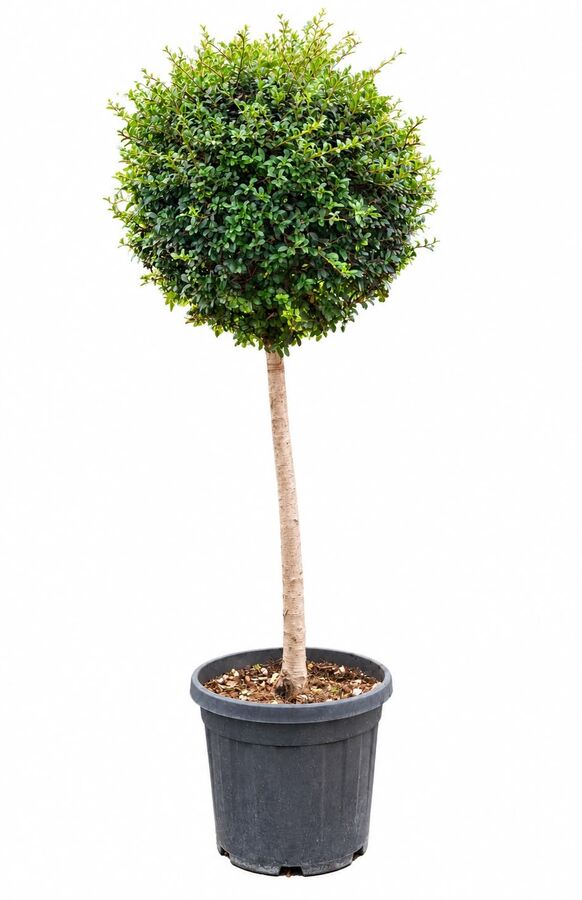 Ligustrum Glob