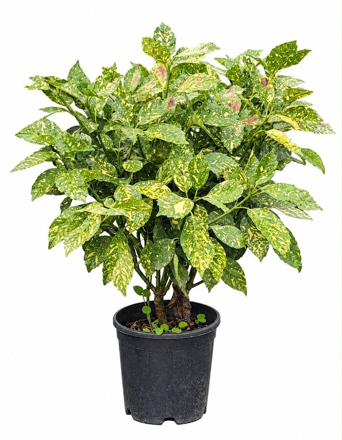 Aucuba Japonica