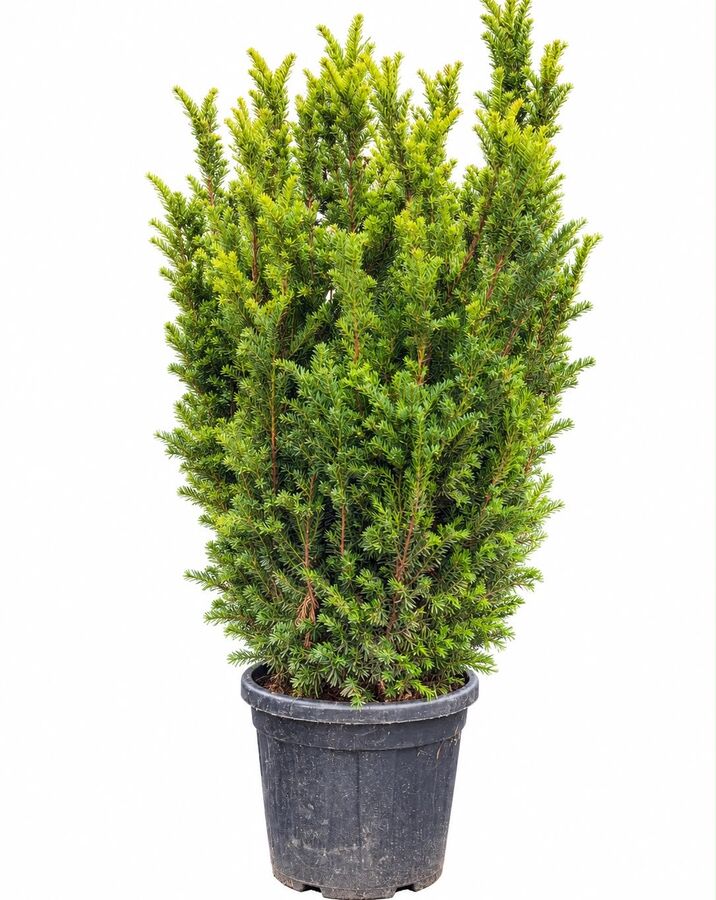 Taxus Baccata