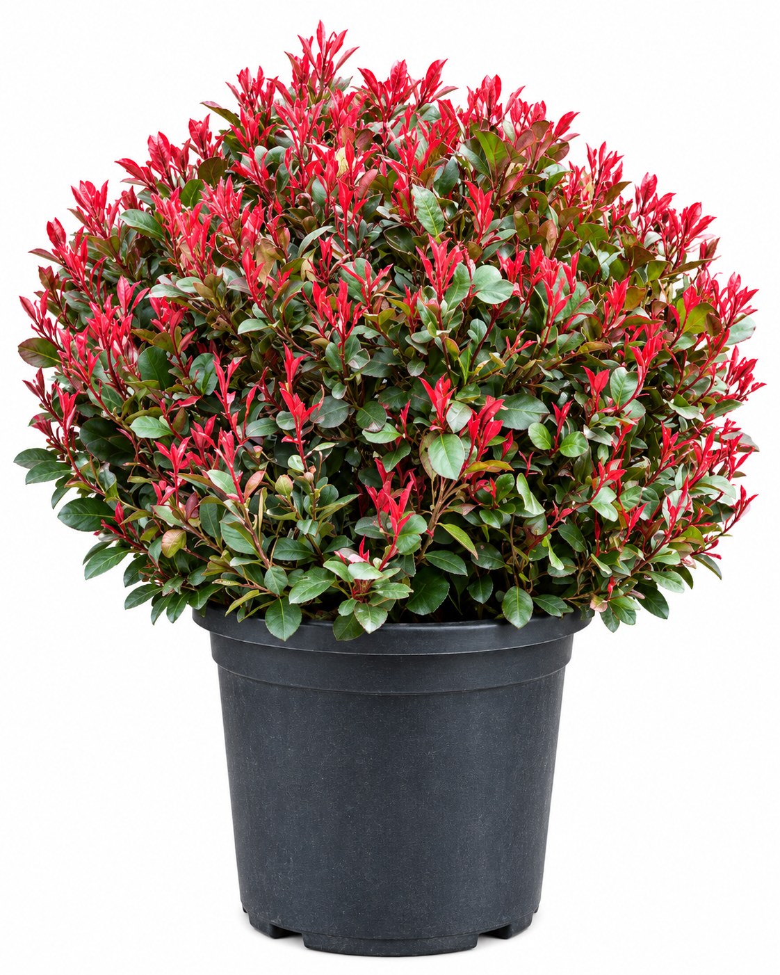 Photinia Red Robin Globulară