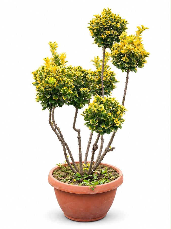 Euonymus Pon Pon